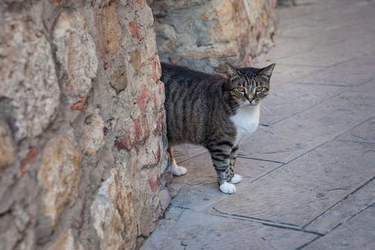 Feline cat entering the streets of old Italy from stone doorway