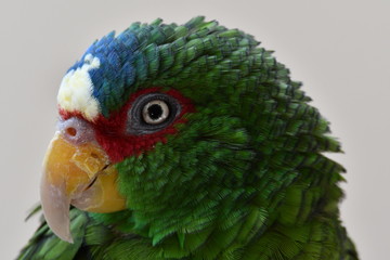 close up parrot