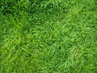 texture of fresh rich green grass, top view