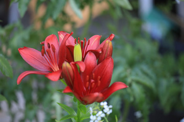 Asiatic Red Lilium