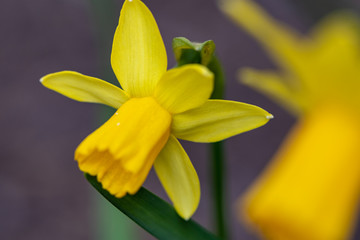 Blüte einer gelben Narzisse