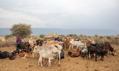 young maasai woman milking her cow