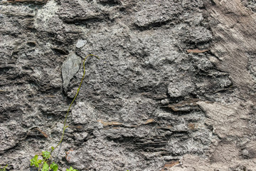 An old weathered rock with plants in cracks as a background 