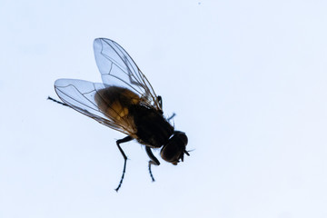 Nahaufnahme einer Stubenfliege im Gegenlicht