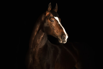 Obraz na płótnie Canvas Portrait horse