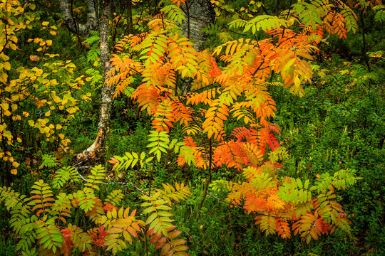 Rowan trees in autumn color