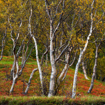 Silver birch (Betula pendula), Anderdalen National Park, Senja, Norway.