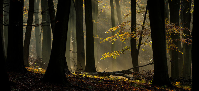 Common beech (Fagus sylvatica) trees, morning sunlight, autumn colour, King's Wood, Challock, Kent, England.