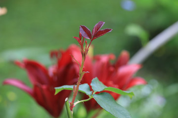 Asiatic Red Lilium