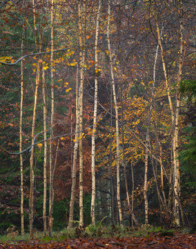 Silver birch (Betula pendula) trees, autumn colour, King's Wood, Challock, Kent, England.