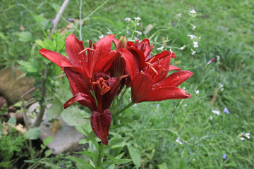 Asiatic Red Lilium