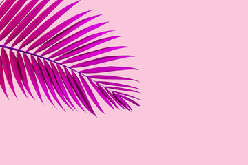 Fototapeta na wymiar Natural palm leaf on pastel pink background, nature background