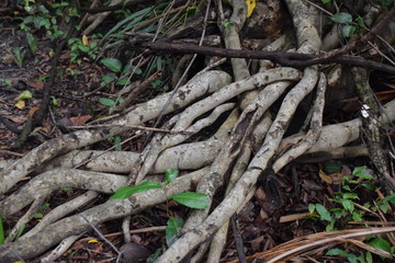 Im Regenwald während der Regenzeit