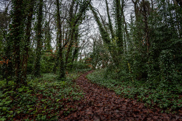 Obraz premium Peaceful trail inside the forest of Kilkenny, Ireland, surrounded by trees mixed with green and brown leaves in winter.