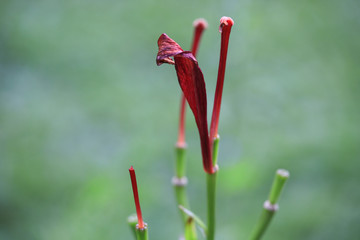 Asiatic Red Lilium