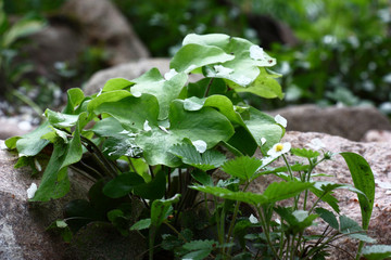 In a flower bed among stones there are young green leaves of a hepatica. On them there is after a rain water, particles of the soil and the white fallen-down petals of flowers of plum.