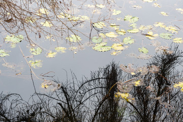 2019_11_1_Cei lake in Trentino, having a walk in the woodland in autumn season