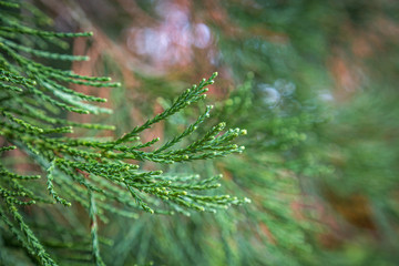 A green coniferous tree, with a shallow depth of field