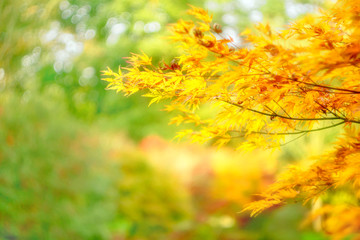 Display of multicoloured autumnal leaves, yellows, greens, reds, browns