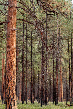 A charred stand of Ponderosa pines near Camp Sherman in the Oregon Cascades mountains.