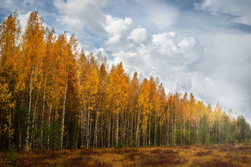 Fototapeta premium Autumn forest standing along the swamp and clouds passing over it