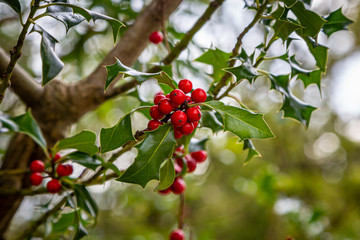 Holly leaves and berries growing in the countryside, with a shallow depth of field