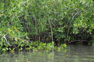 Fototapeta na wymiar Mangroven an einem afrikanischen Fluß