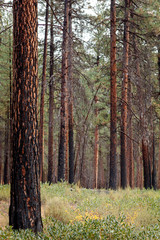Fototapeta premium A charred stand of Ponderosa pines near Camp Sherman in the Oregon Cascades mountains.