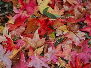 Liquidamber Tree Leaves