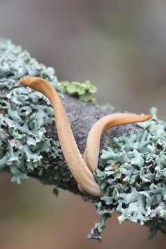 Macrotyphula fistulosa var. contorta, known as pipe club fungus, wild mushroom from Finland