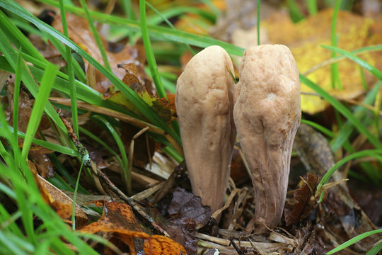 Clavariadelphus pistillaris, known as Giant Club fungus, considered  functional food due to its high antioxidant activity