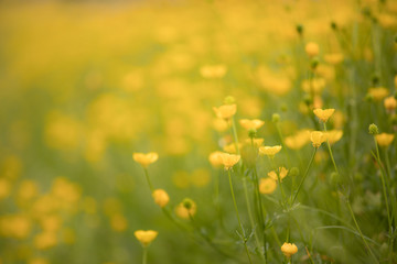 Buttercups on a grassy bank in hazy sunshine, selective focus