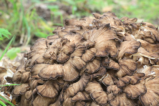 Grifola frondosa, known as maitake, hen-of-the-woods, ram's head and sheep's head, widl edible fungus with medicinal properties