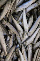 Fototapeta premium Bunch of pan fish in one pile. Marine or sea fish, uncooked, frozen.