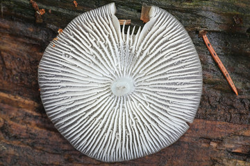 Mycena galericulata, known as the common bonnet, the toque mycena, or the rosy-gill fairy helmet, wild mushroom from Finland