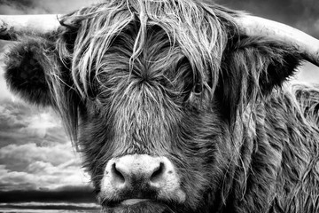 Portrait of a Highland cow