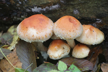 Hypholoma lateritium, known as bricktuft or brick cap, wild edible mushroom from Finland