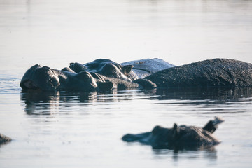 Fototapeta premium Hyppo in Botswana