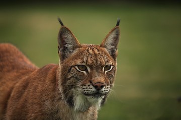 The Eurasian lynx (Lynx lynx) staying in front of the forest. Young male with green background. Lynx portrait in morning sun.