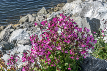 fuchsia wildflowers sprout out of dike rocks at Nordmela, Norway