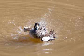 Obraz premium Chiloe Wigeon (Pato Real) Latin Name Anas Sibilatrix. R Valparaiso. Chile