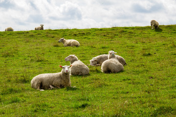 Obraz premium White sheeps resting on the green grass hills on a sunny summer day next to Ales stenar, Kåseberga, Sweden
