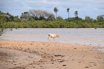 Fototapeta na wymiar Rind an einem Strand in Afrika