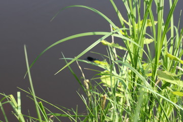 summer landscape of cane on the background of the river, natural landscape
