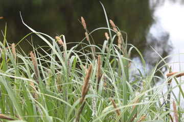 summer landscape of cane on the background of the river, natural landscape