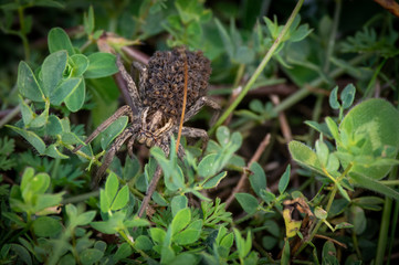 Spider