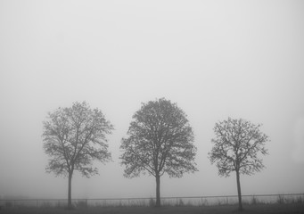 Three bare trees in a row on gloomy autumn day with heavy fog