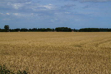 Fototapeta na wymiar A field of golden ripened barley in the village.