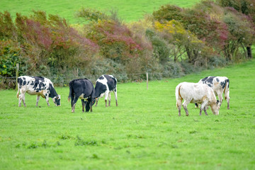young dairy cows grazing during autumn