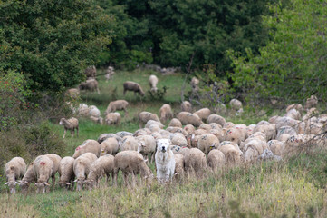 Fototapeta premium Sheep